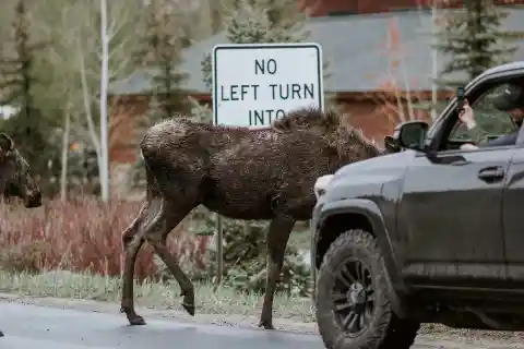 Moose Invasion