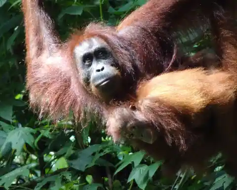 #. Beloved Orangutans