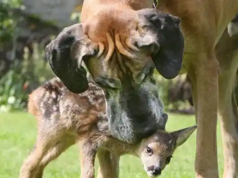 Rocky The Dog & Cindy The Deer