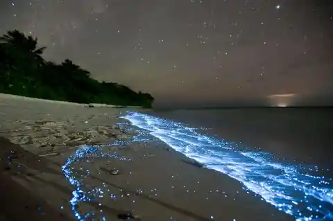 Bioluminescent Waves