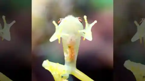 Bare-Hearted Glass Frog