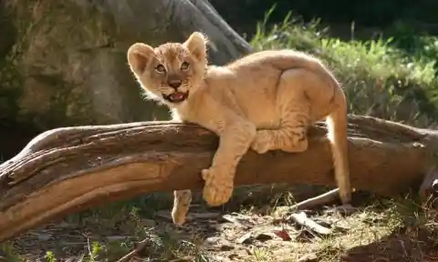 A Newborn Lion Cub