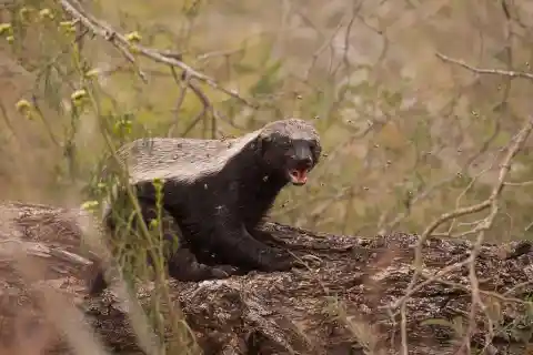 #18. Honey Badger