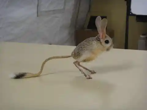 #25. Jerboa