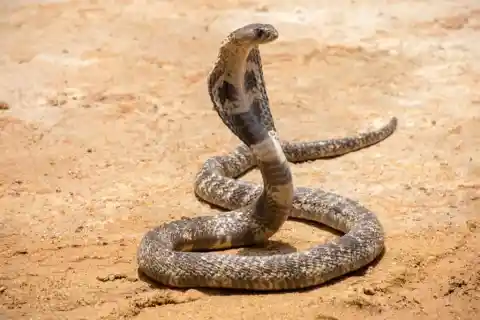 Cobras