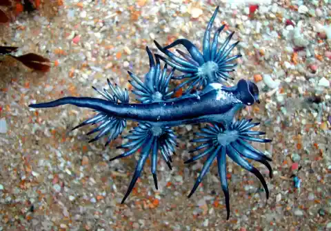 #1. Blue Glaucus