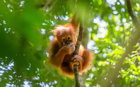 Sumatran Rainforest, Indonesia