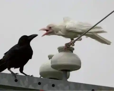 Albino Crow