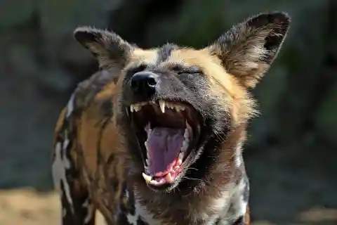 Hyenas