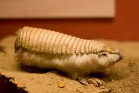 Pink Fairy Armadillo