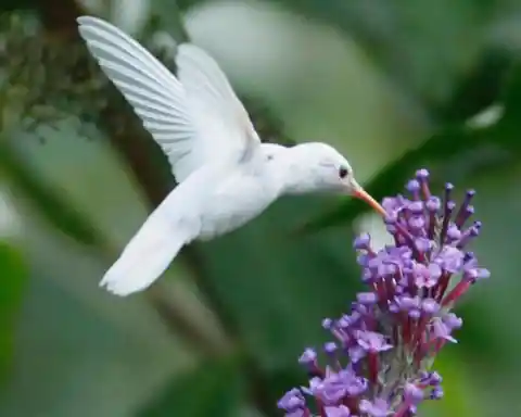 #11. Albino Hummingbirds