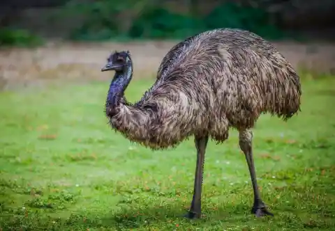 Australia – Emu