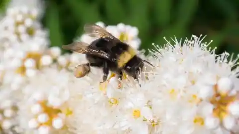 The Franklin's Bumblebee