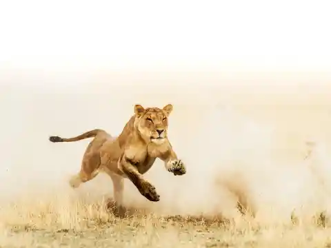 Lions Are Top Predators