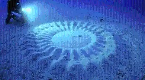 Underwater Crop Circles