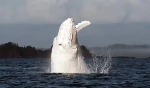 Humpback Whale