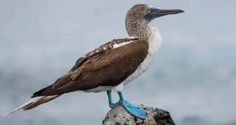 Blue-Footed Booby