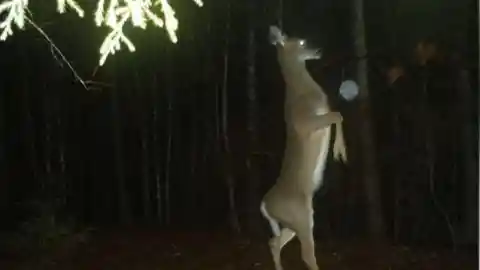 Possessed Deer