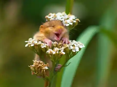 The Laughing Dormouse