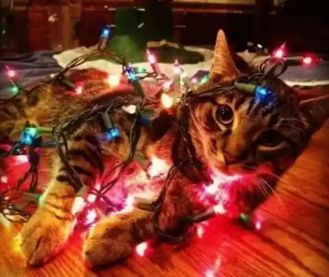 Christmas Catastrophe