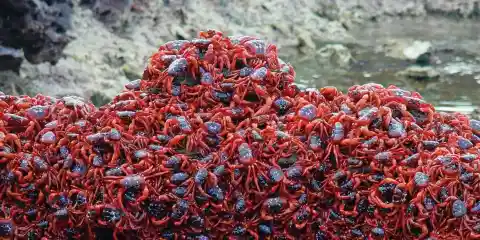 Crabs At Christmas Island, Australia
