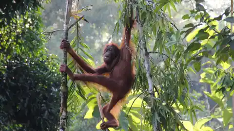 Borneo, Malaysia