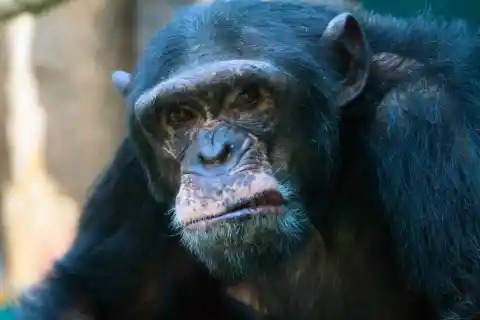 #18. Chimpanzees