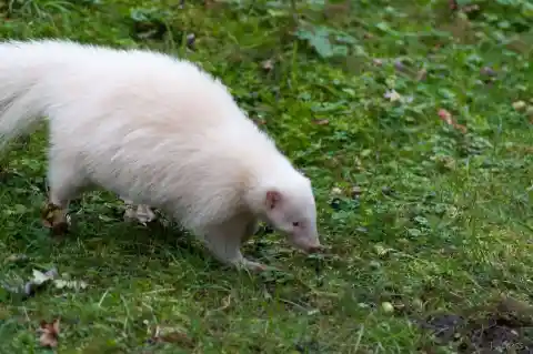 #4. Albino Skunk