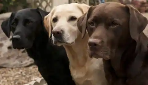 #32. Labrador Retriever