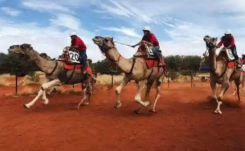 Remote-Controlled Camel Races