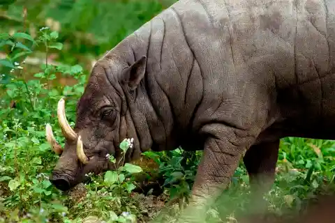 Babirusa