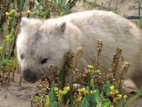 #16. Albino Wombats