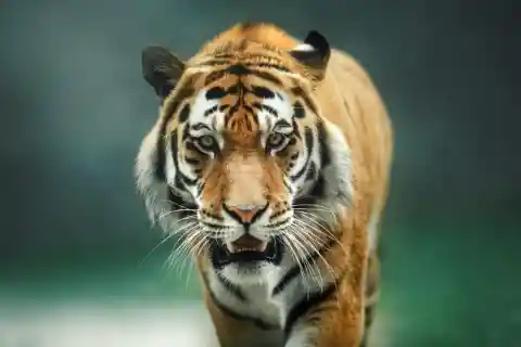 #4. Tiger
