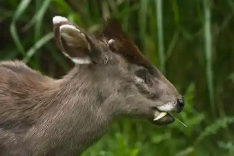 #16. Tufted Deer