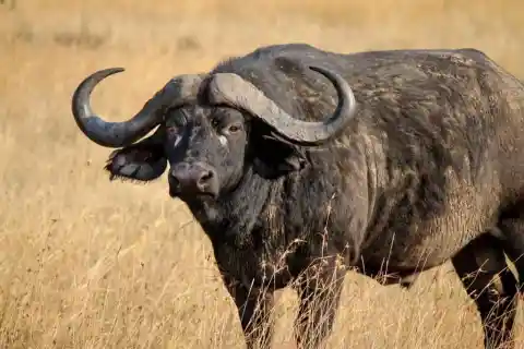 Cape Buffalos