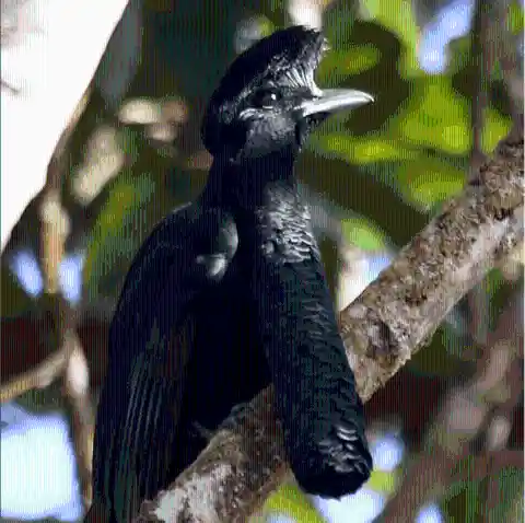 #11. Long-Wattled Umbrellabird