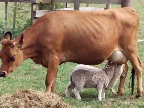 Little Brown The Cow & Her Lambs