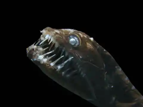 Exorcised Dragon Fish