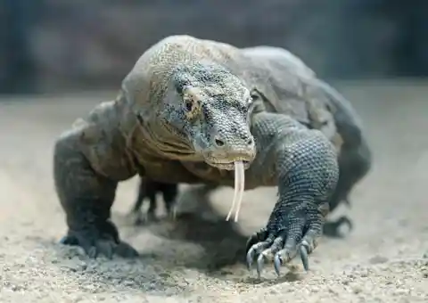 Indonesia – Komodo Dragon