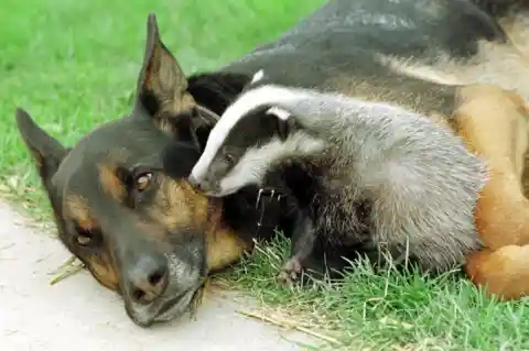 Murray The Dog & The Badger