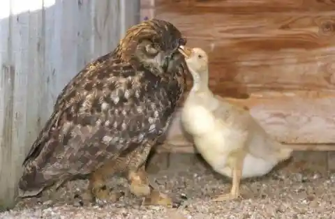 Gandolph The Owl & Her Gosling